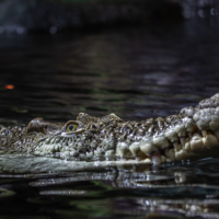 Как погладить крокодила?