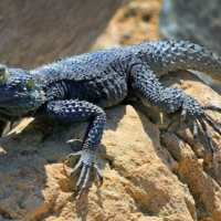 Колючий, когтястый, но все же прекрасный!