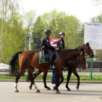 Дневной дозор
