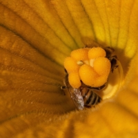 Полосатая жизнь