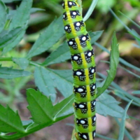 Полоски с глазками!