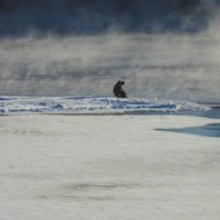 Ничего не сказала рыбка...