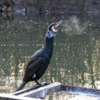 Зимнее дыхание