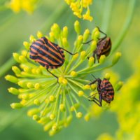 Приключения "итальянцев" в России