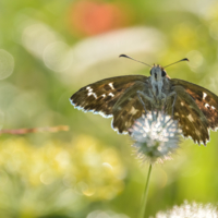 Хрустальное утро