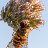 На зависть Сваровски