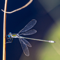 Голубоглазка