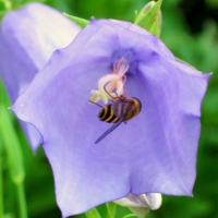 Скромный полосатик.