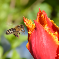 Притяжение