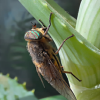 гламурные глазки