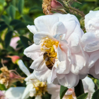 Хрупкость с характером