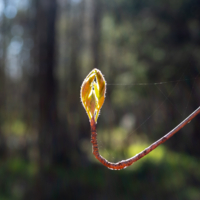 Итальянская веточка