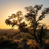 Солнце в ветвях