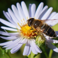 Муха-журчалка