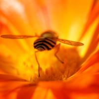 Сама полосатость