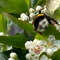 Мохнатый симпатичный