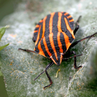 Полоски вдоль и поперек