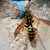 билайн прилетел