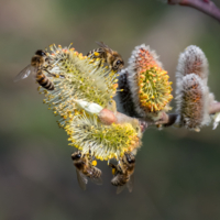 Группа в полосатых купальниках