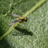 Ооочень маленькая мушка