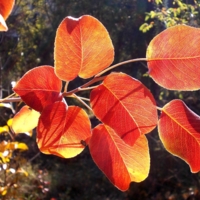 Осенние листья