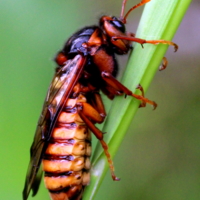 Берёзовый пилильщик.