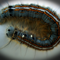 Коконопряд кольчатый