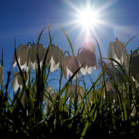 Дети солнца