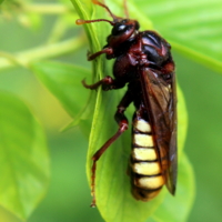 Берёзовый пилильщик.