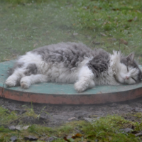 Пар костей не ломит