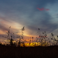 Тростник у порога зари