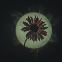 Ромашка парящая