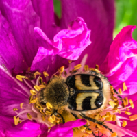 Восковик перевязанный