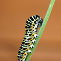 Будущая красавица