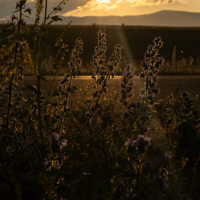 После грозы