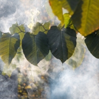 Солнечный дым