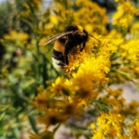 Шмель влюблённо целует лепестки