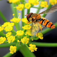 Такая работа