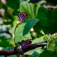 Альфа и Омега