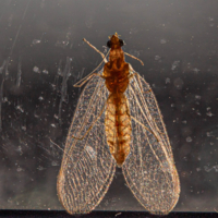 Томография..