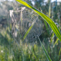Росное утро