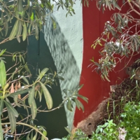 Зеленый шум