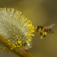 Полные карманы