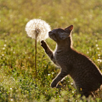 Козлобородник и кот