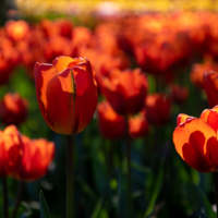 Тюльпаны