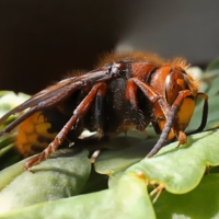 Его величество шершень
