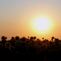 Подсолнухи