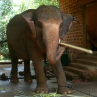 Жестокость