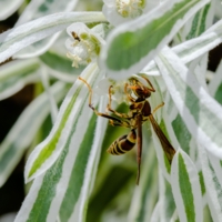 И хищницы любят сладкое