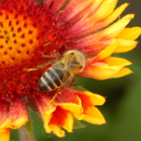 Рядом с оранжевым солнцем